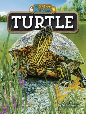 cover image of Turtle